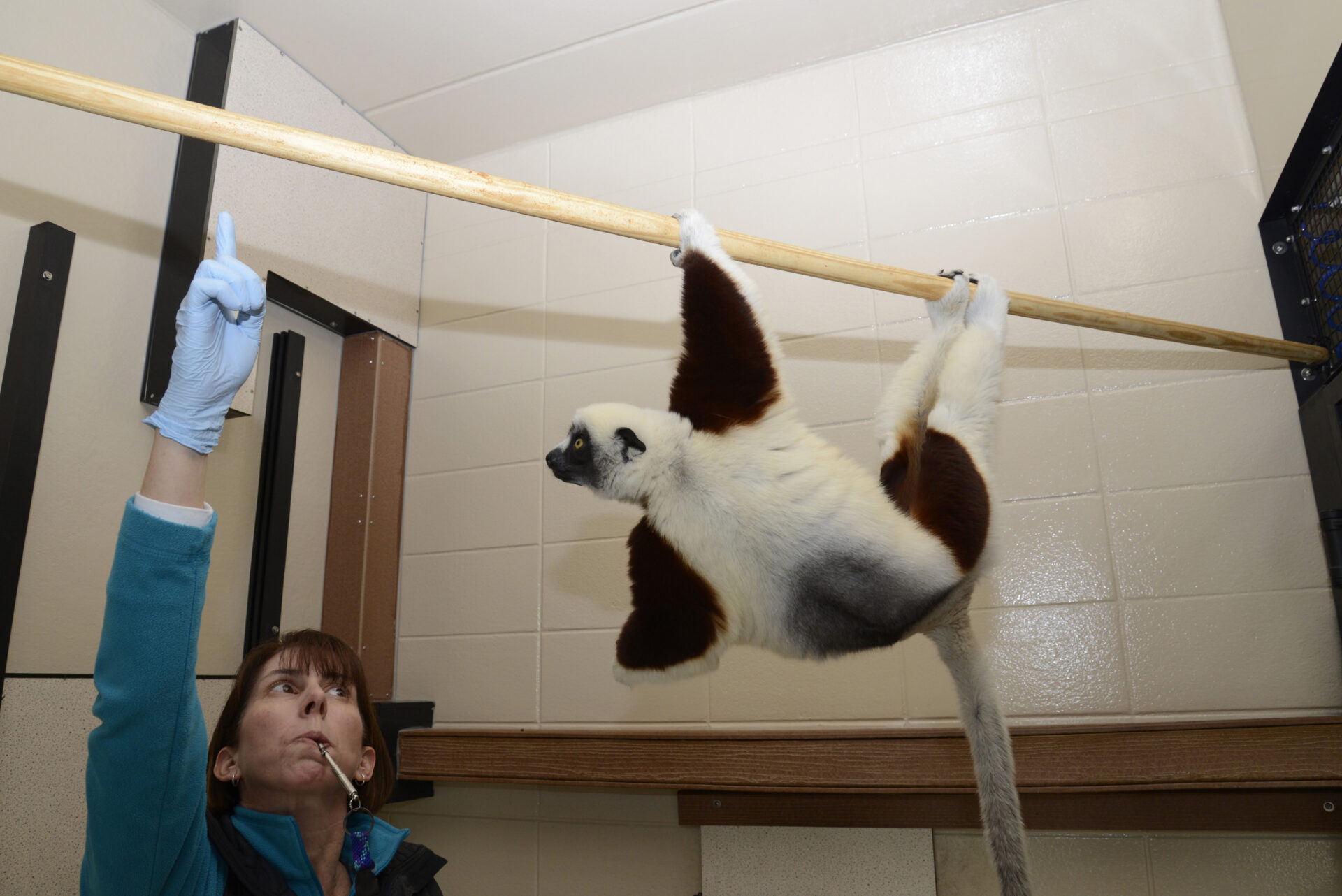 training animal lemur duke center movies right isn meg pompeia dye web