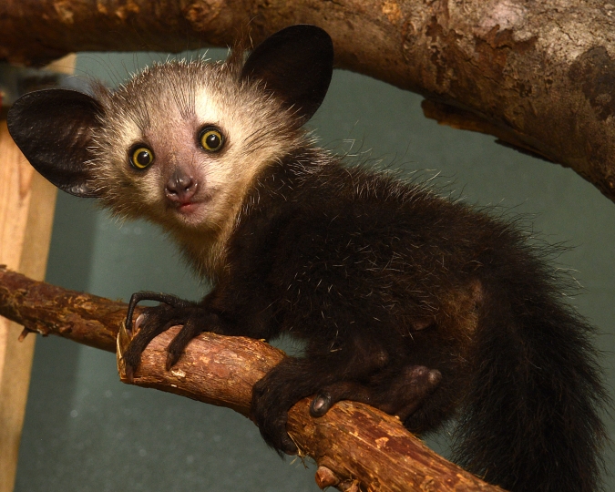 Infant Announcement Rare Aye Aye Born At Duke Lemur Center Duke