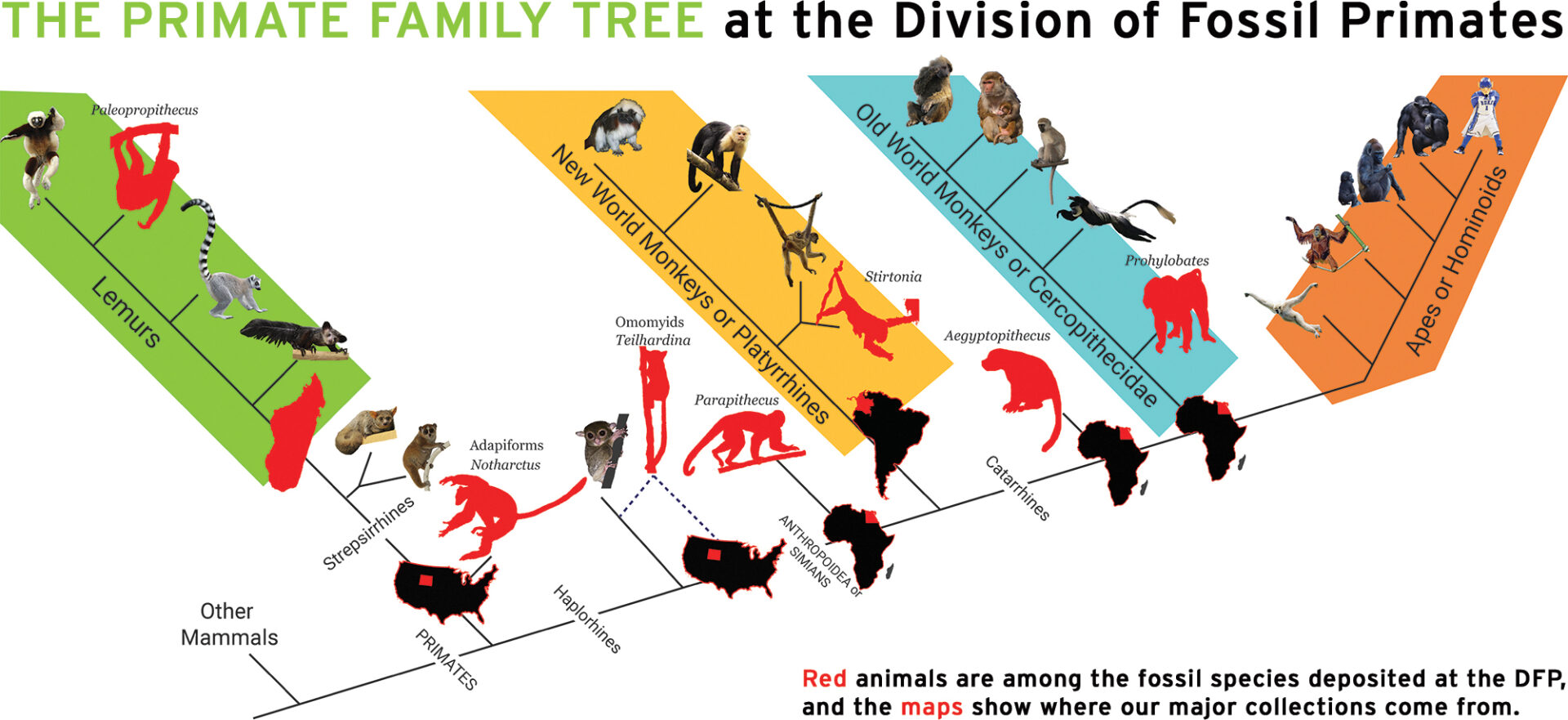 primate family tree