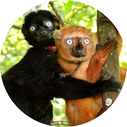 Lemurs installing host family program