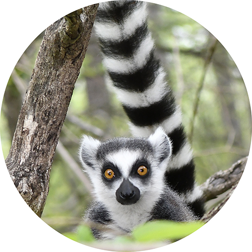 Lemurs installing host family program