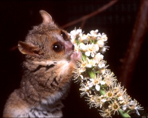  Non-invasive research on the grey mouse lemur could lead to a better understanding of the aging brain.