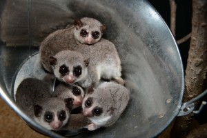 By studying hibernation in the fat-tailed dwarf lemur, researchers at the Duke Lemur Center are providing a window into why humans sleep. Photo by David Haring.