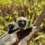 Researchers at the Duke Lemur Center are working to ensure that lemurs stay healthy as environmental conditions in their island home continue to shift.