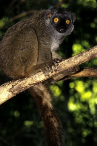 0443Efs1B1.2 Sanford's lemur female free ranging DUPC hi res