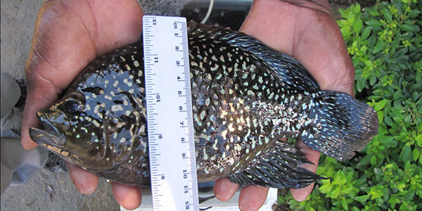 Adult fish measurement