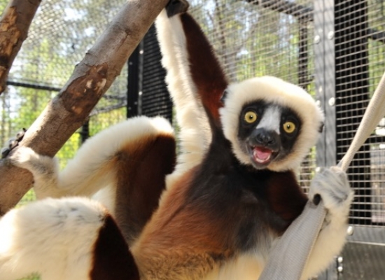 Coquerel's Sifaka - Duke Lemur Center