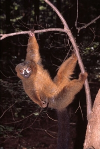 male-red-bellied