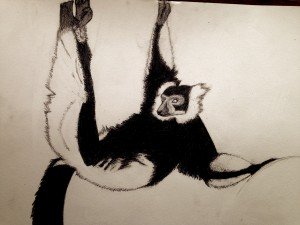 Black & white ruffed lemur drawn by technician assistant Allison Stitt.