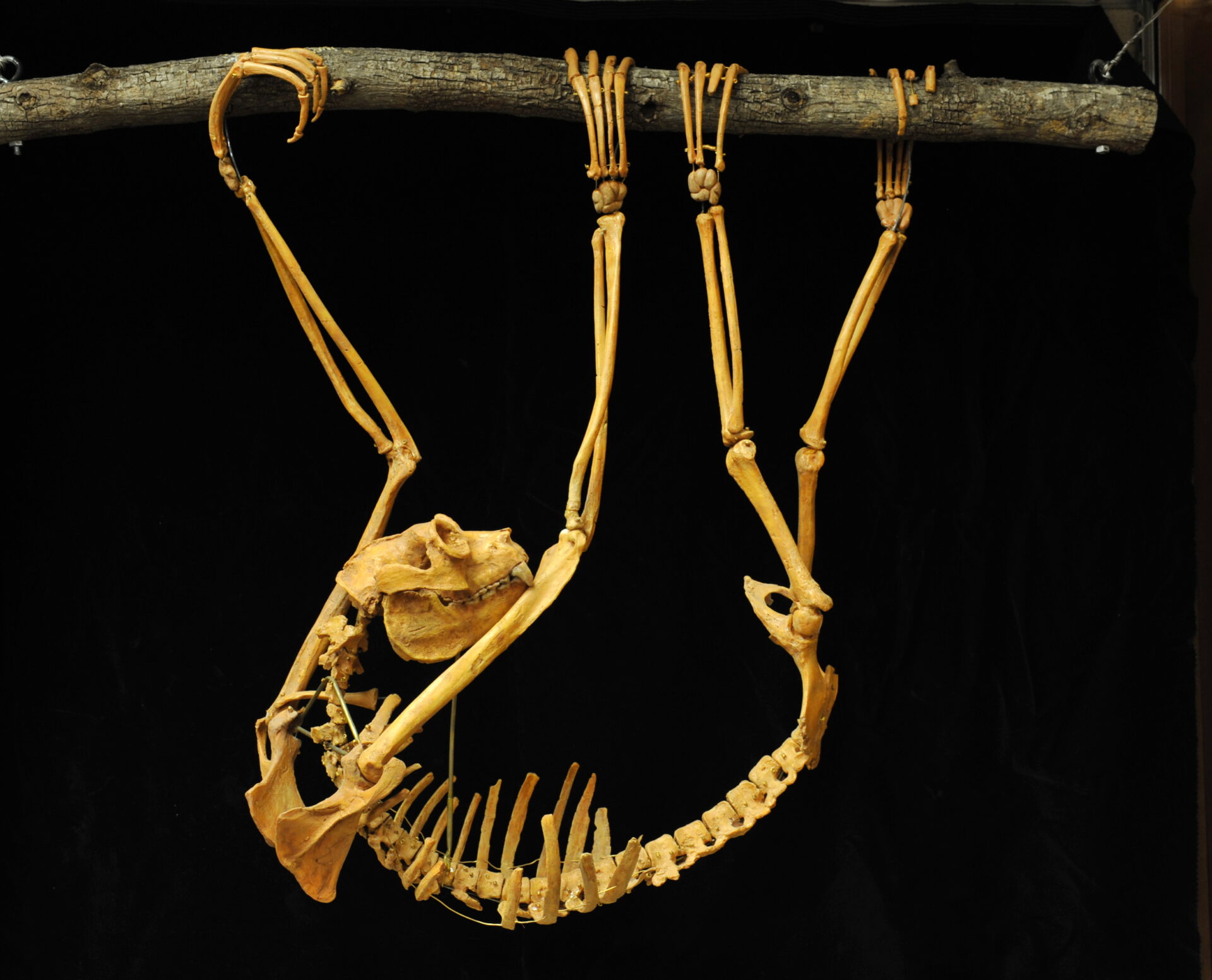 Complete subfossil skeleton of Palaeopropithecus