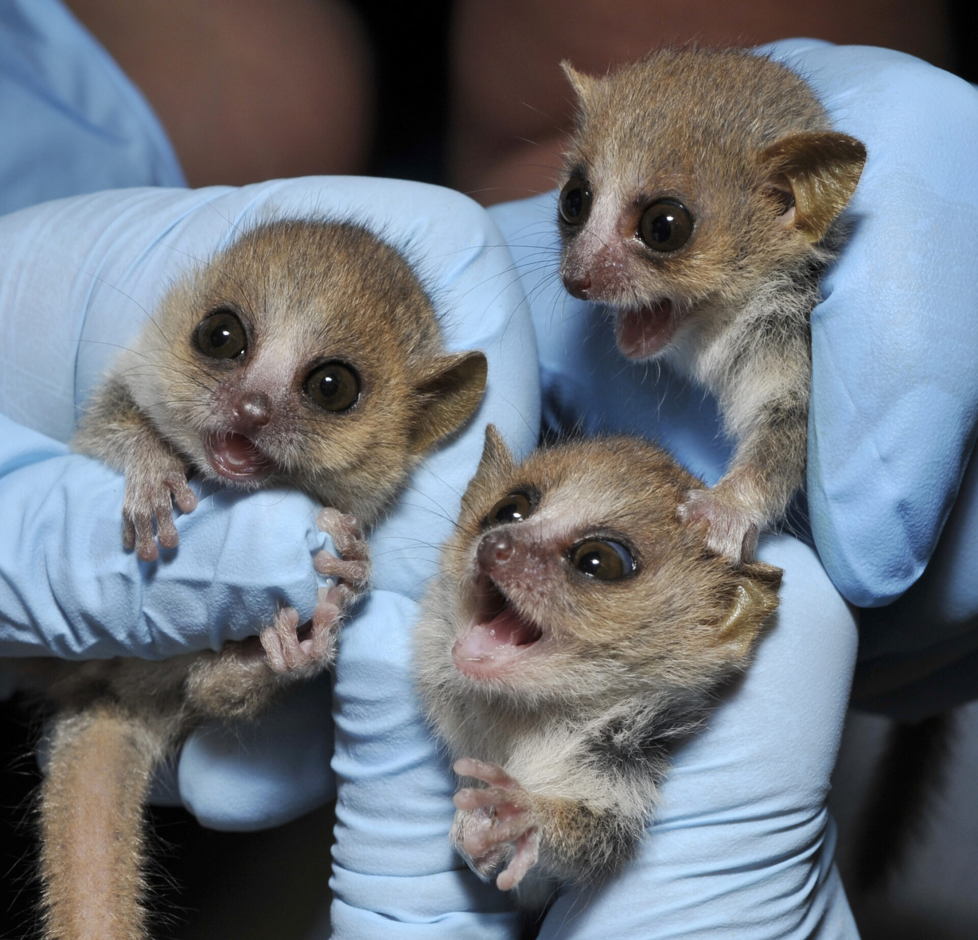 How do the lemurs get their names? - Duke Lemur Center