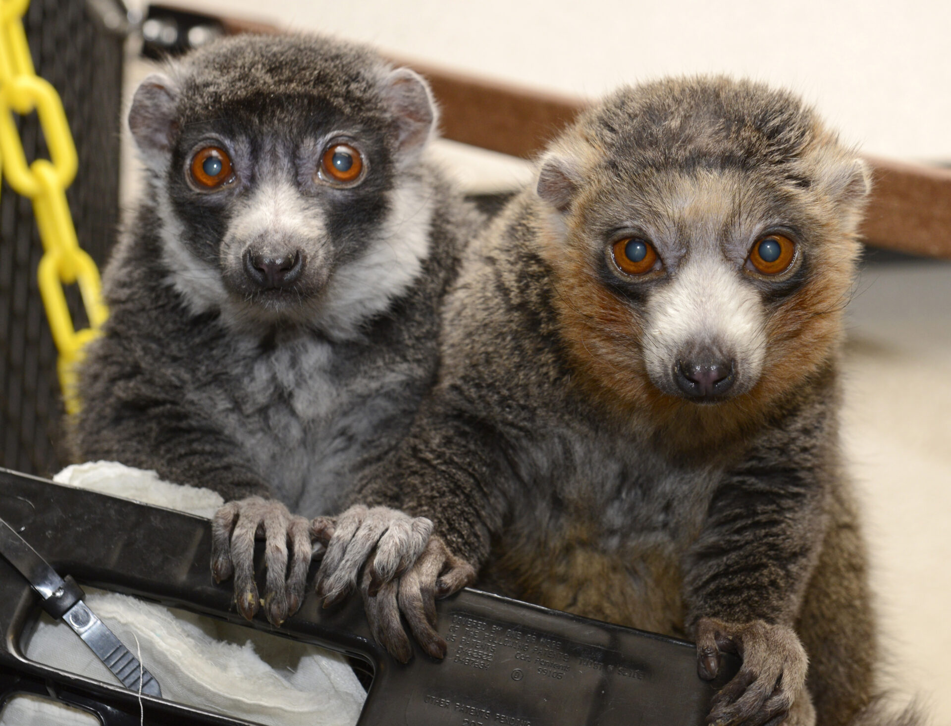 Baby, it's cold outside…but can I still visit the lemurs? - Duke Lemur  Center
