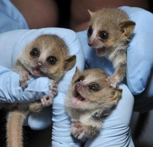 Mouse lemur triplets Bluebell, Blackberry and Pipkin were born in June 2012.