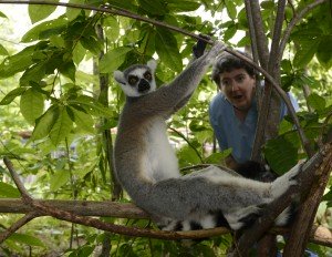 A participant in one of our "keeper for a day" tours experiences the life of a lemur keeper first-hand.