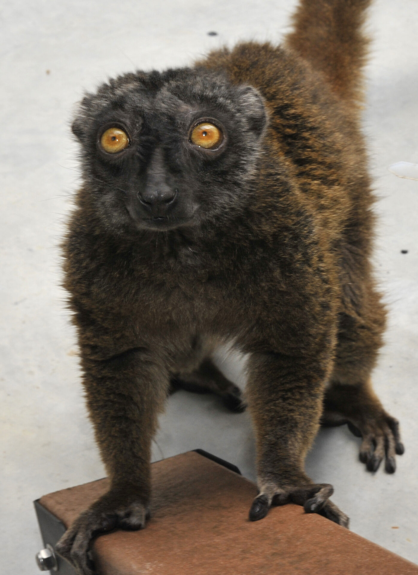 Happy Birthday to Deborah, the Grande Dame of the Lemur Center - Duke