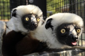 Coquerel's sifakas, like this mother-baby pair, are the only lemur species out of 17 at the Duke Lemur Center to fall prey to Cryptosporidium, a waterborne illness that causes weakness and diarrhea. Young sifakas are more likely to get sick, but if researchers can figure out how older animals manage to fight the infection, they might be able to develop vaccines that provide infants the same protection. Photo by David Haring.