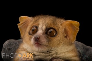 Buckwheat the mouse lemur gets his headshot taken. Photo by Joel Sartore. ©PhotoArk.com