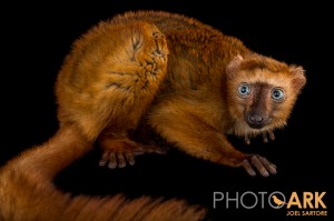 Representing one of the 25 most endangered primates in the world, Poots is one of fewer than three dozen blue-eyed black lemurs in captivity in the U.S. But there is hope: In another year or two Poots will be old enough to reproduce, which will bring the number of breeding females of her species in the U.S. from two to three. All of them live at the Duke Lemur Center. Photo by Joel Sartore. ©PhotoArk.com