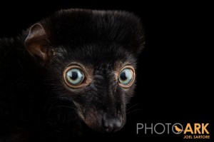 Presley the blue-eyed black lemur peers into the camera during a portrait session with National Geographic photographer Joel Sartore. Blue-eyed black lemurs are the only primate species besides humans to have truly blue eyes. Photo by Joel Sartore. ©PhotoArk.com