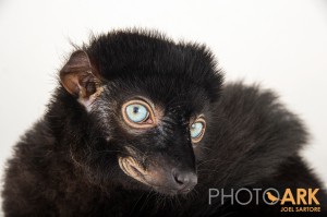 Presley the blue-eyed black lemur peers into the camera during a portrait session with National Geographic photographer Joel Sartore. Blue-eyed black lemurs are the only primate species besides humans to have truly blue eyes. Photo by Joel Sartore. ©PhotoArk.com