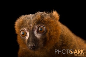 140217_Duke_Lemur_Center_76457