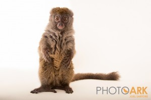 Beeper the bamboo lemur stands up to get a better look at the camera. Photo by Joel Sartore. ©PhotoArk.com
