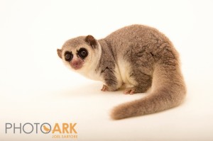Osprey the fat-tailed dwarf lemur shows off his species’ characteristic fat tail. Photo by Joel Sartore. ©PhotoArk.com