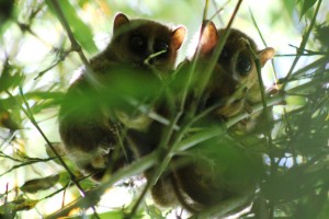 Mouse Lemurs in Antanetiambo