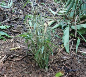 Newly planted Valiha diffusa, a type of bamboo, in Antanetiambo Nature Reserve