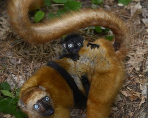 Blue-eyed black lemurs represent one of the 25 most endangered primates in the world. This infant and his mom are among 27 species of endangered primates at the Duke Lemur Center whose lifelong records are now digitized and available online. Researchers hope the data will help the last blue-eyed black lemurs left in the wild -- now fewer than 7000 -- hold on. Photo by David Haring.