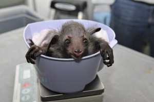 A baby aye-aye gets weighed at the Duke Lemur Center. The center's new database contains over 65,000 weight measurements for more than 2100 animals (27 species), taken over each animal’s lifespan.