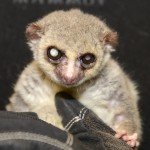 The database includes records for lemurs like Jonas, who at the age of 29 is the longest-lived captive dwarf lemur in history, and is a member of one of the only primate species known to hibernate.