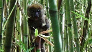 A bamboo lemur in Antanetiambo Nature Reserve, Madagascar. Photo by Faye Goodwin.