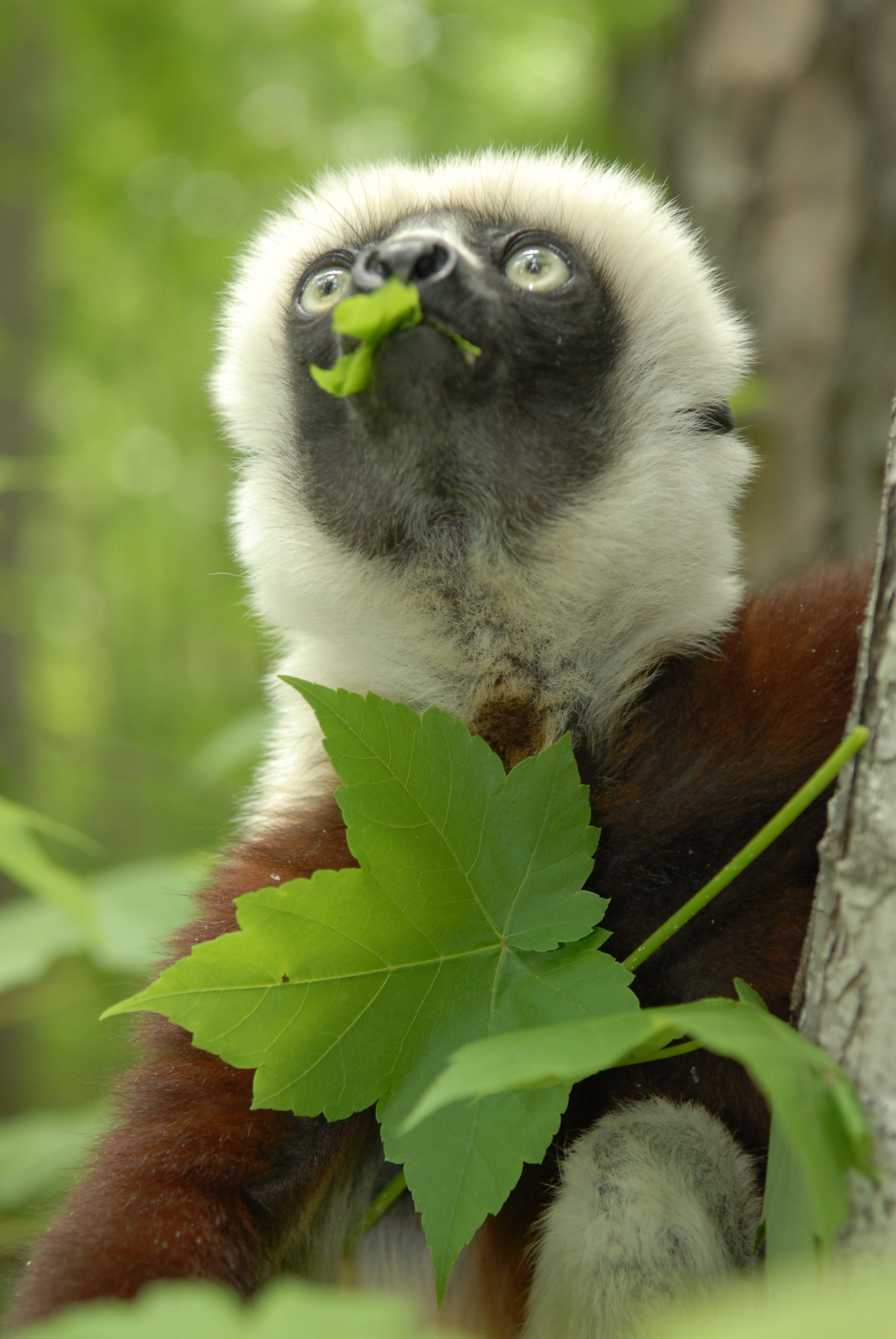 Zoboomafoo Real Lemur