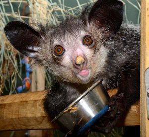 Angelique, age 11, made worldwide headlines in September 2005 by being the first aye-aye born to parents (Merlin and Ardrey) who themselves had been born in captivity. Although she was compatible with two different males, she was not a designated breeder and had produced no offspring. She was Morticia’s granddaughter.