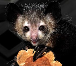 Norman Bates, age 7.5, was the son of Hitchcock and Morticia. A vigorous aye-aye, he was renowned throughout the center for his feistiness and intelligence. He had not yet been designated a breeding animal.
