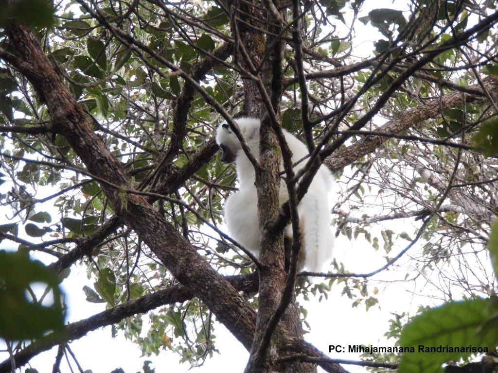 The silky sifaka (p. candidus).