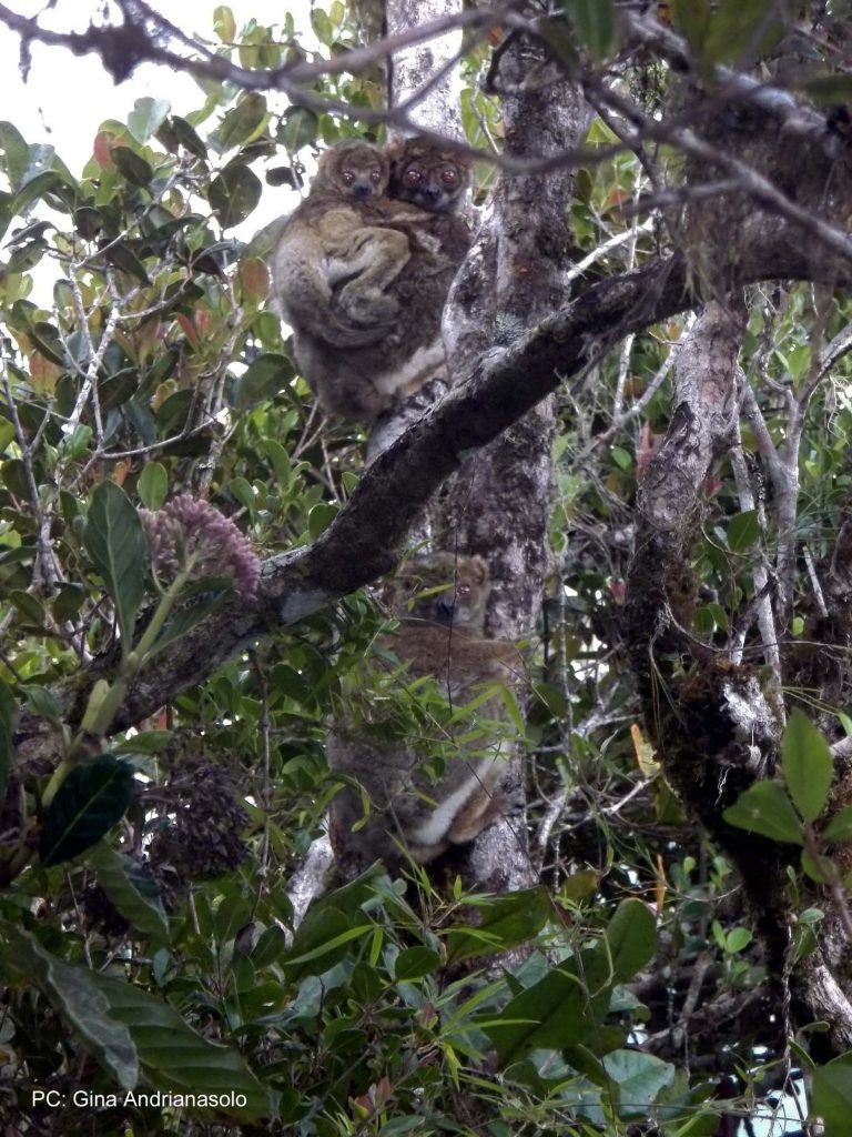 Woolly lemur (avahi)