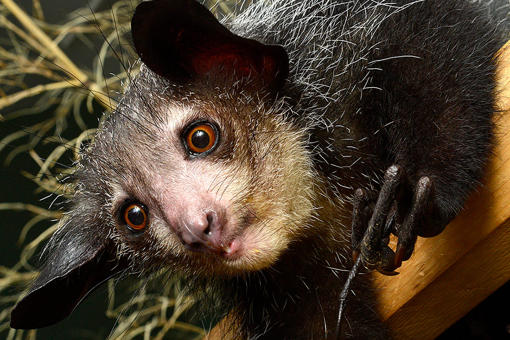 Grendel, a 6-1/2-year-old aye-aye at the Duke Lemur Center, is slowly recovering from a near-death experience on Oct. 25 that has been attributed to a natural toxin found in avocados. Photo by David Haring.