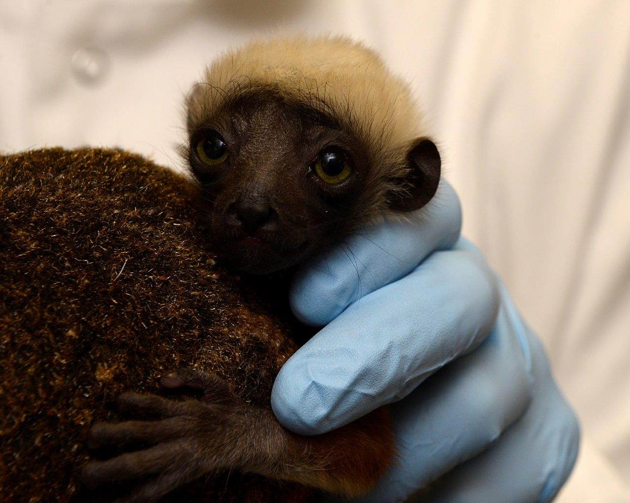 lemur baby infant sifaka at duke lemur center