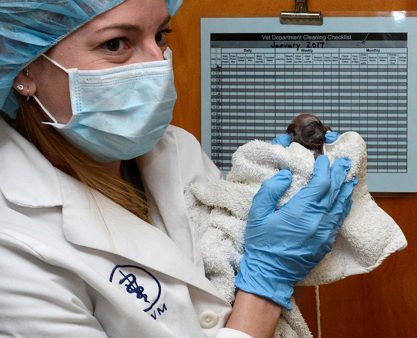 lemur baby infant sifaka duke lemur center