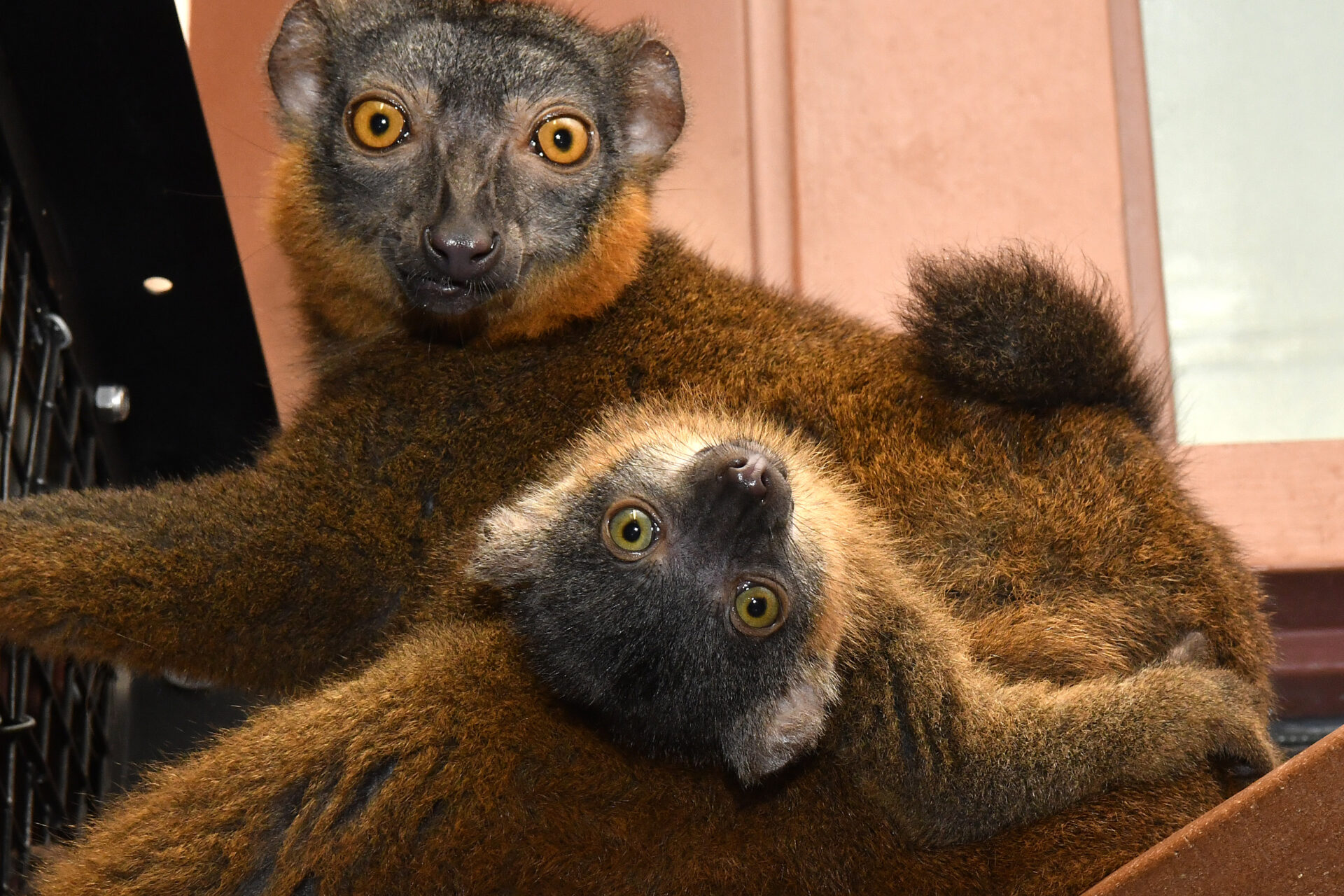 collared lemur infant bijou