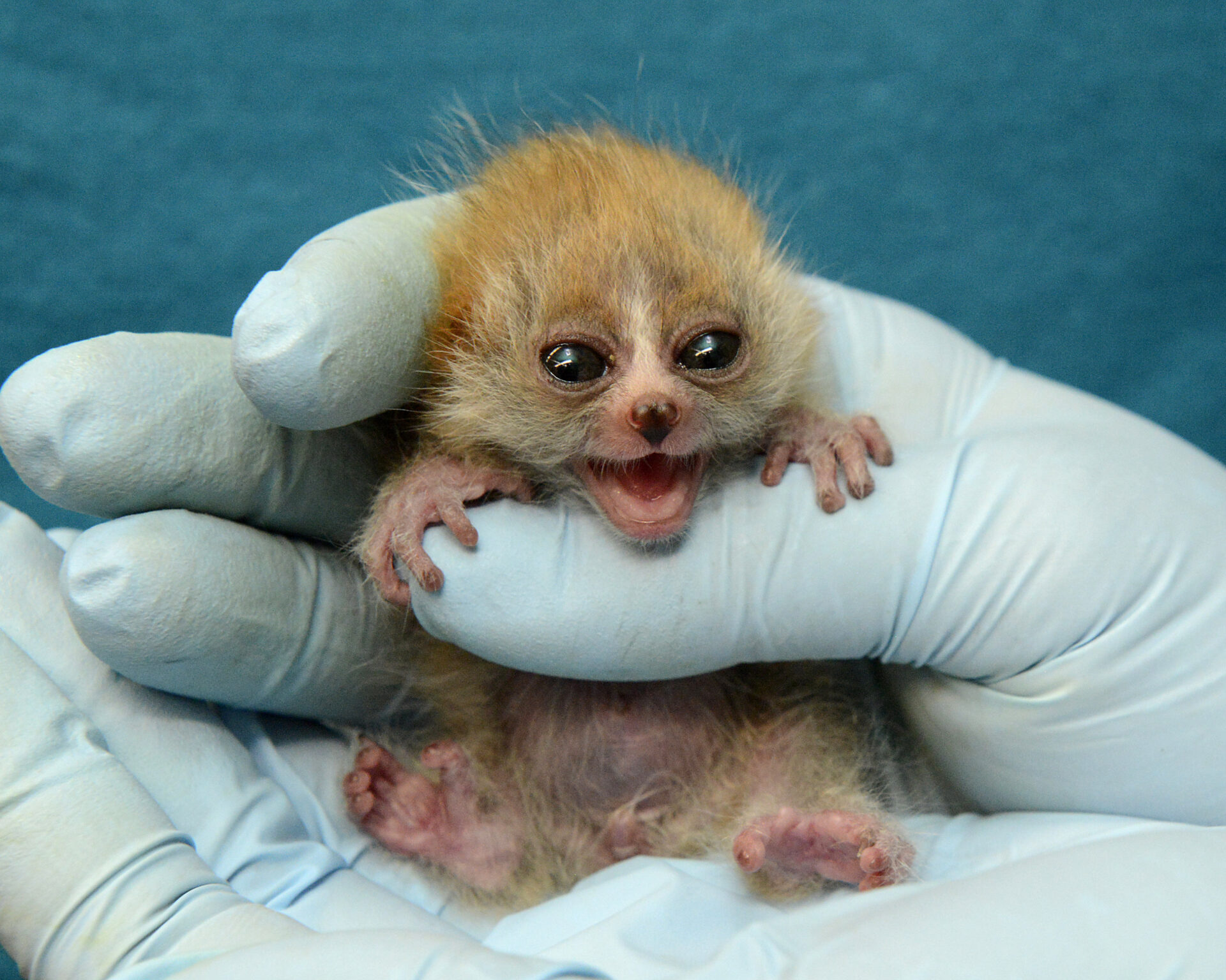 baby pygmy slow loris infant duke lemur center
