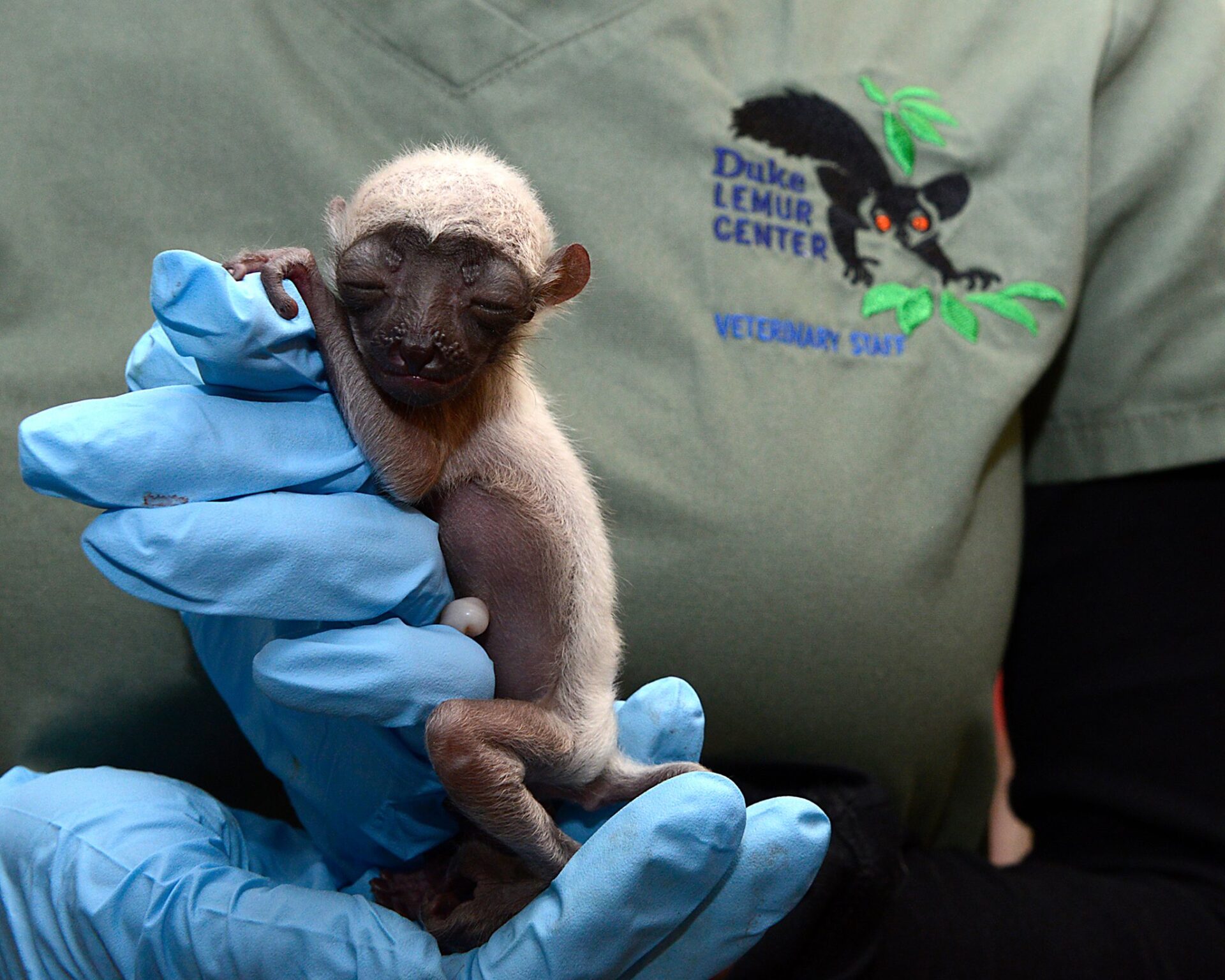 baby sifaka lemur at duke lemur center
