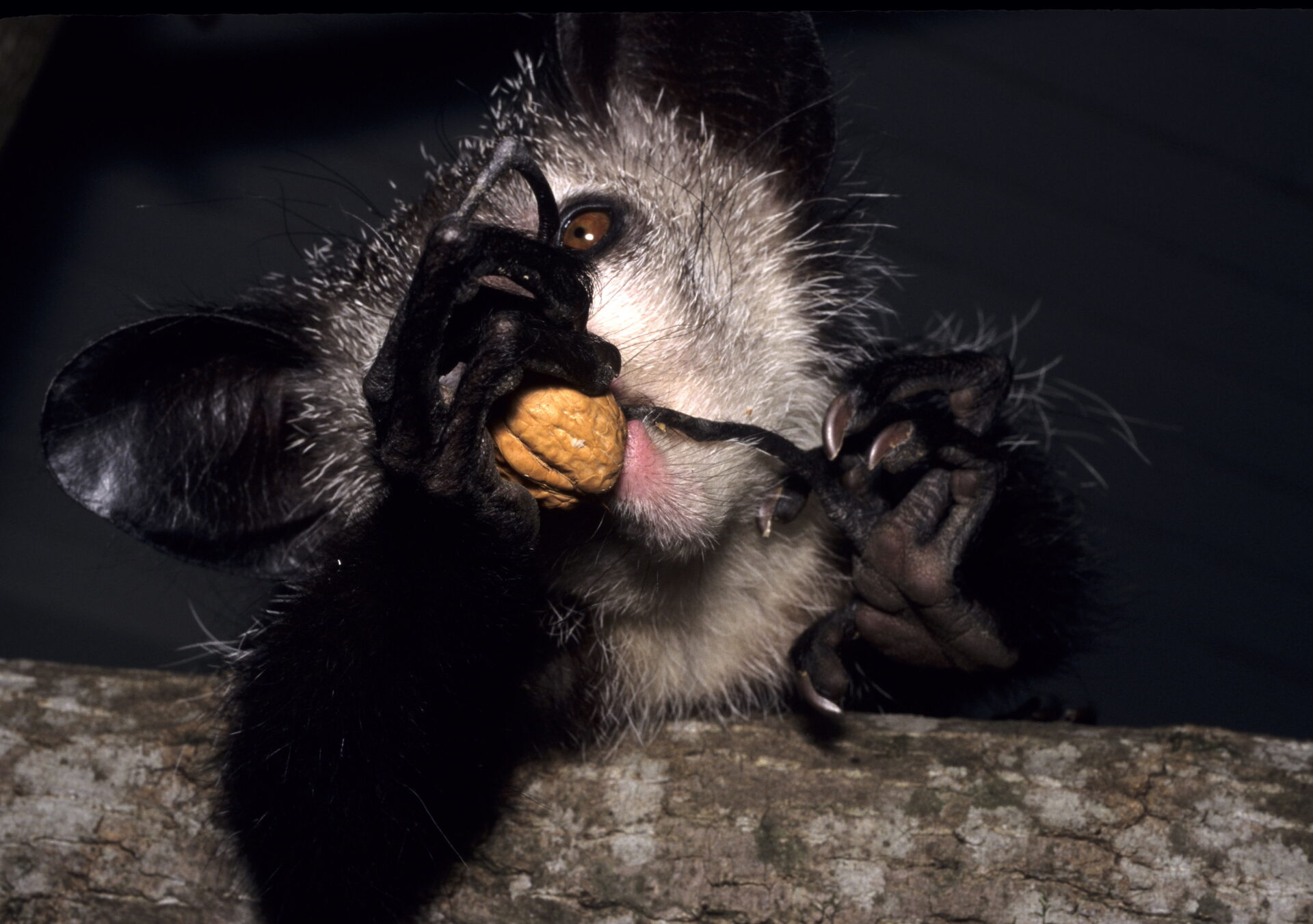 aye-aye adult using finger to pick out walnut tapping