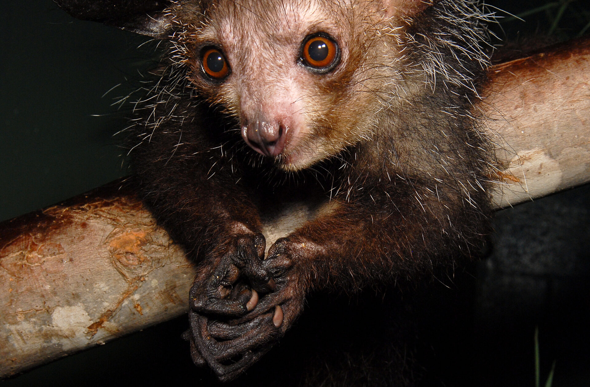 Aye-aye – Madagascar