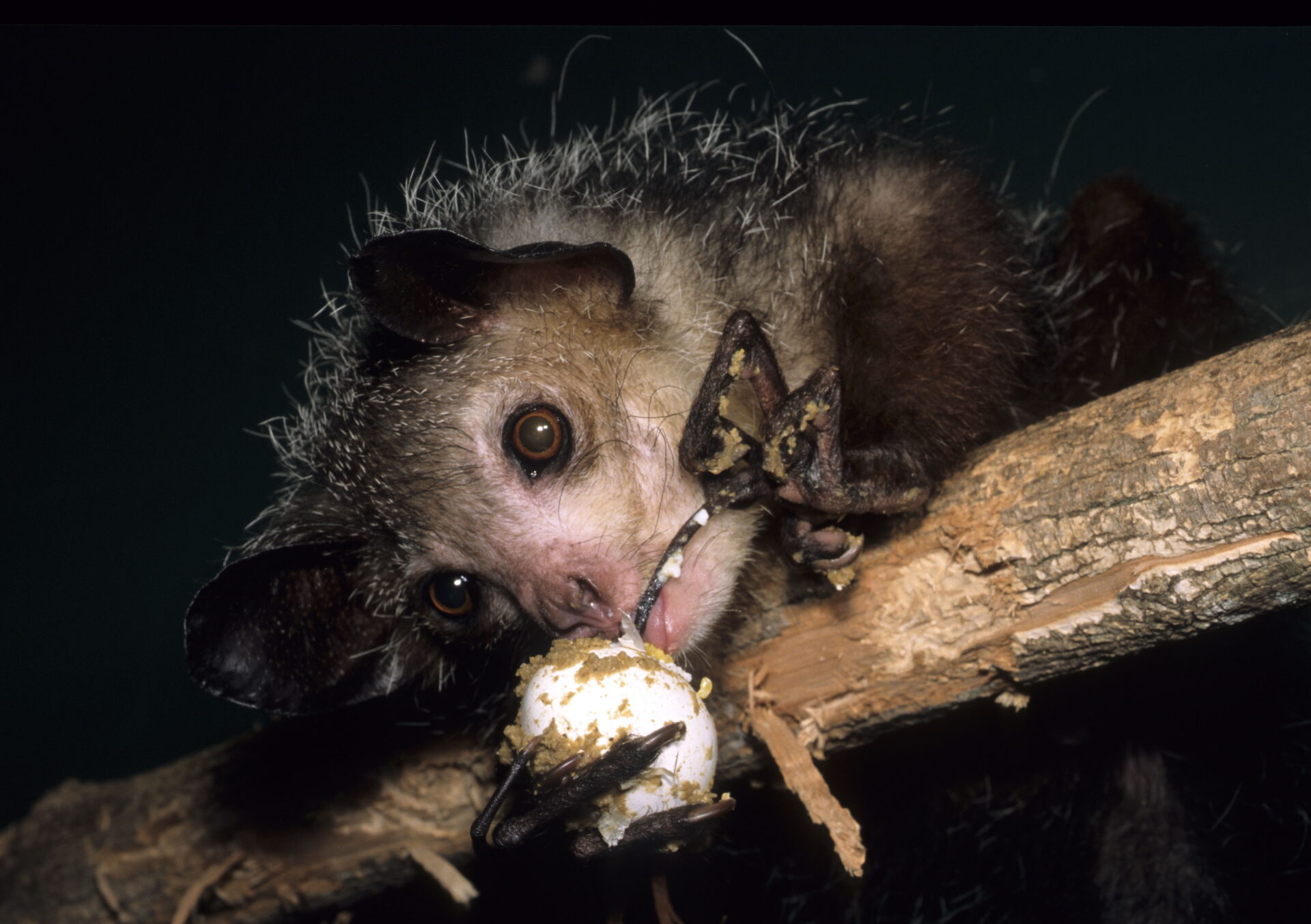 adult aye-aye feeding eating egg