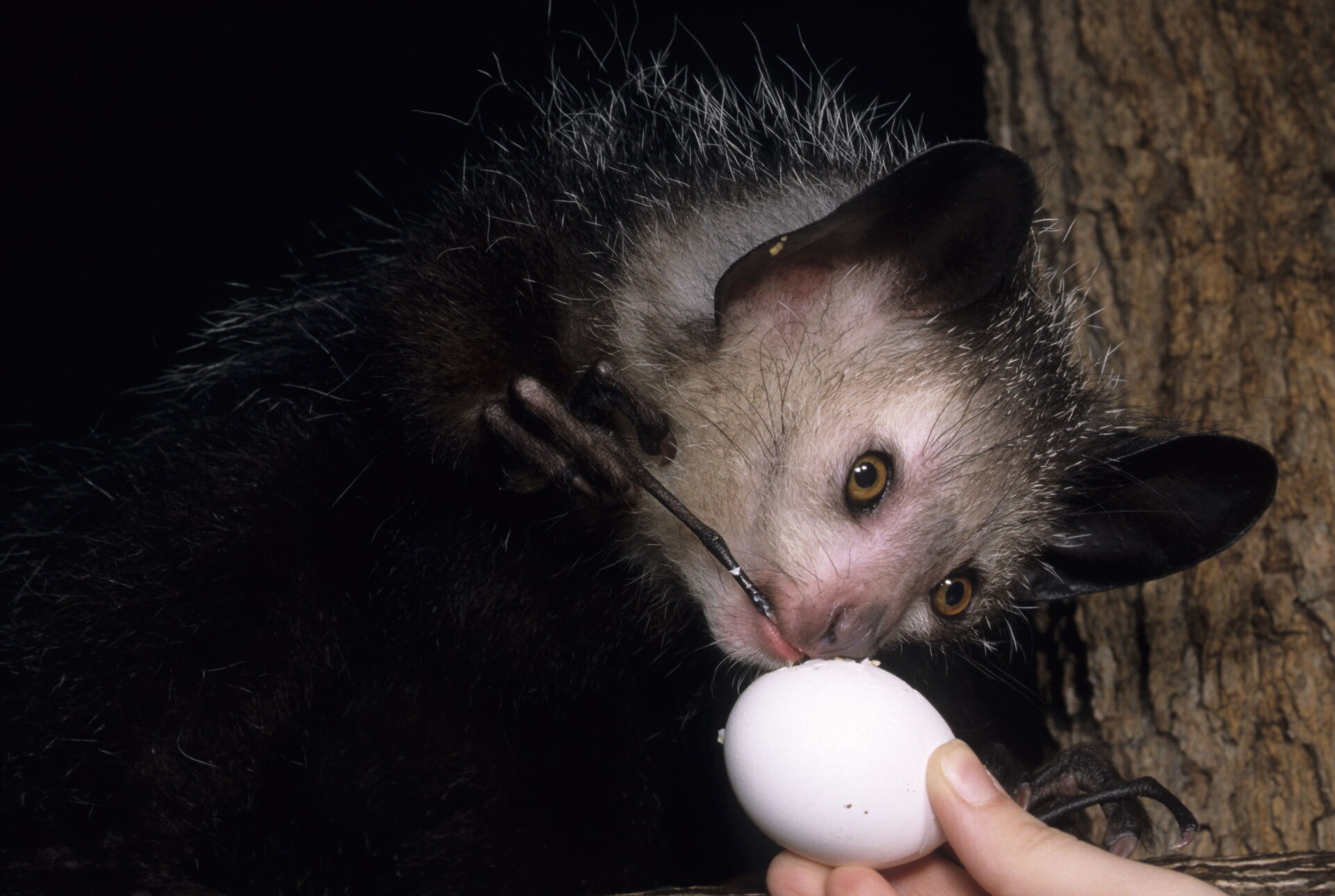 aye-aye egg licking tapping