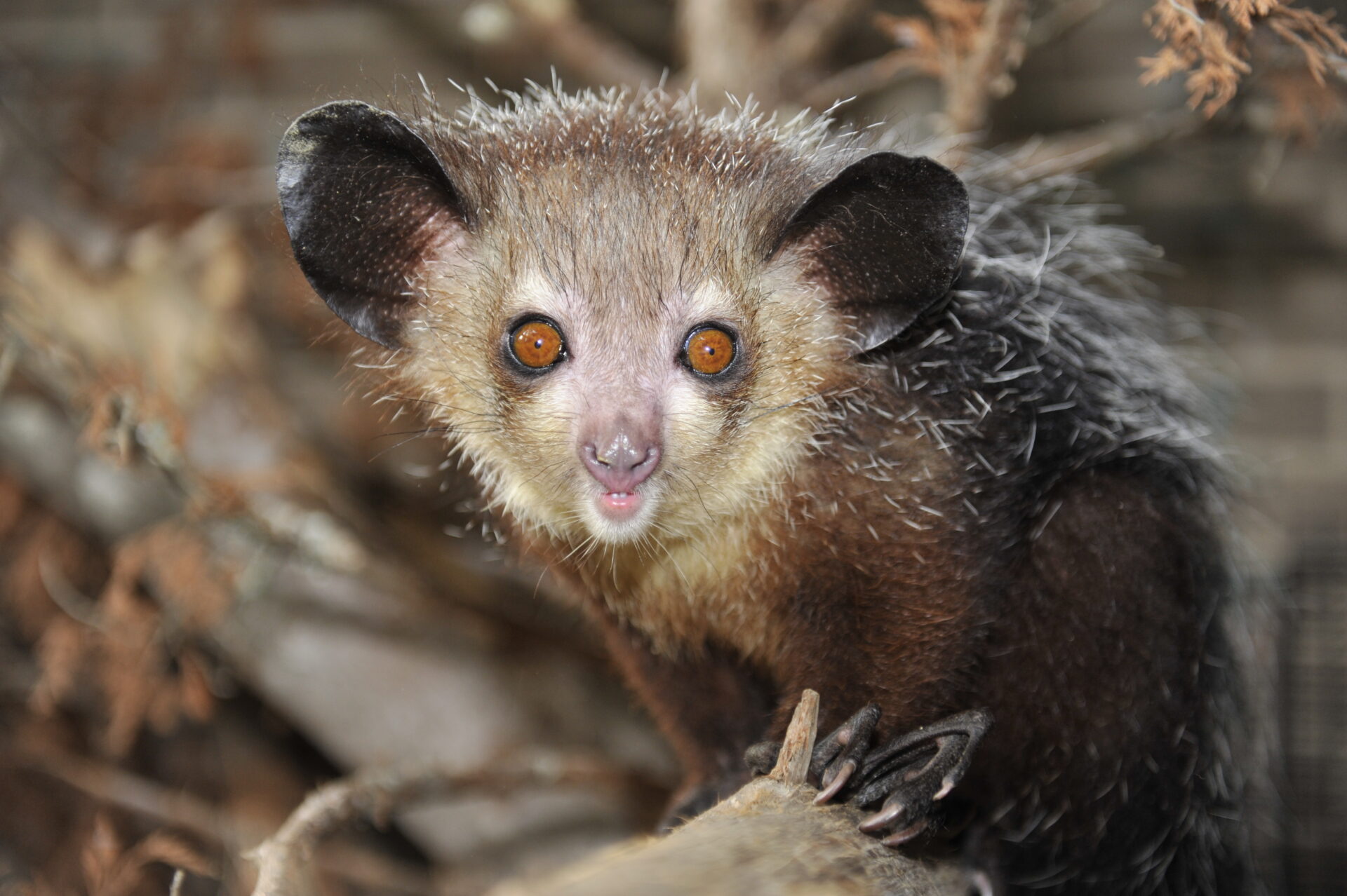 Ayeaye Duke Lemur Center