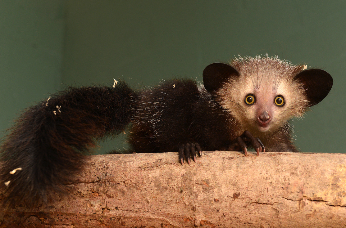 aye-aye-duke-lemur-center